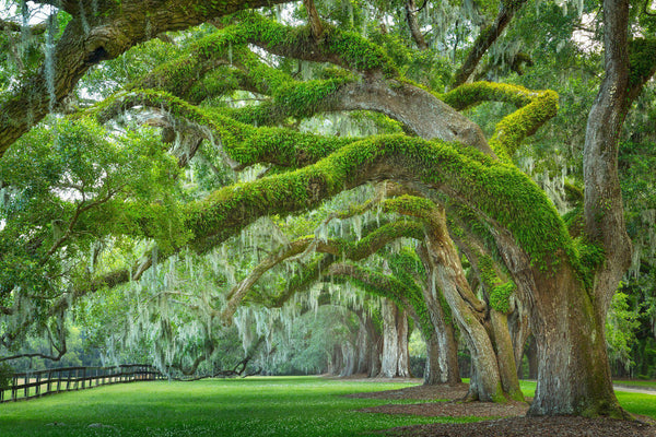 PRINTS Oak Trees - Beneath the holy oaks popular - oak tree art, canvas or HD metal, Nature Lover Prints, Peaceful, Calm, Garden, great gift item