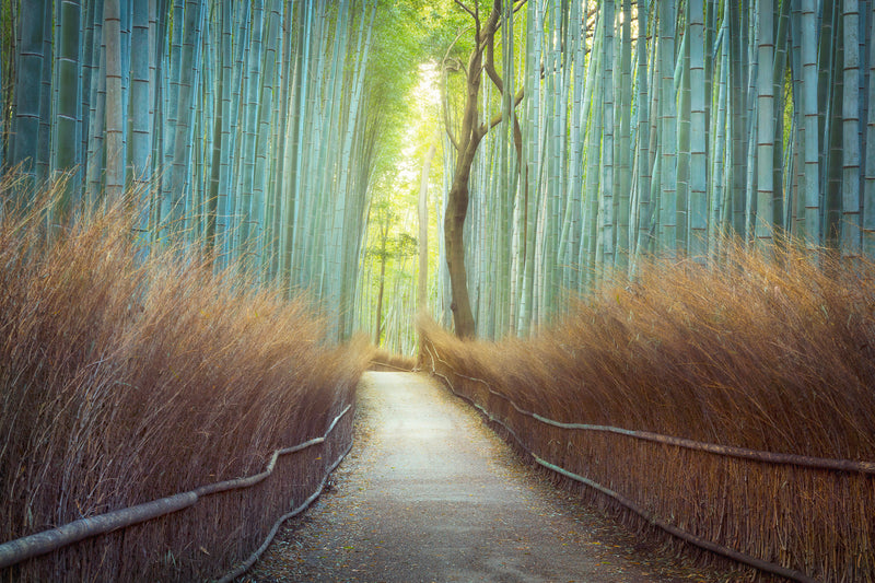 Warehouse Sale 40x60 Chromaluxe Metal Print of "Glowing Grove"