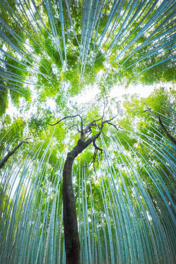 Bamboo forrest in Kyoto Japan